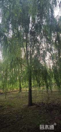14公分青皮垂柳