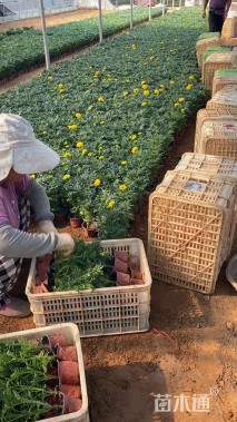 高度18厘米万寿菊