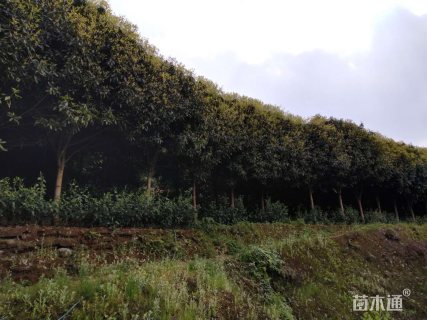 14公分桂花