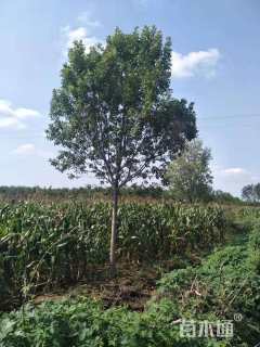 15公分速生白蜡