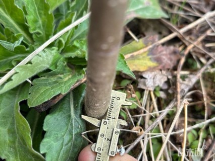 高度60厘米黄柏小苗