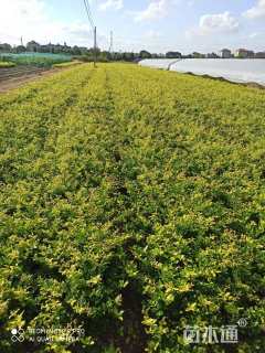 高度40厘米金森女贞