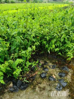 高度40厘米棣棠