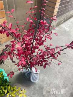 高度50厘米火焰卫矛