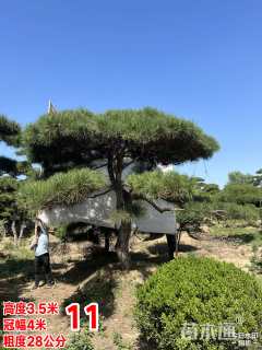 10公分造型油松