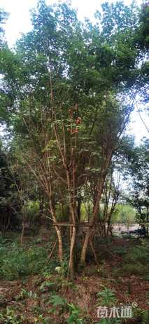 高度650厘米丛生元宝枫