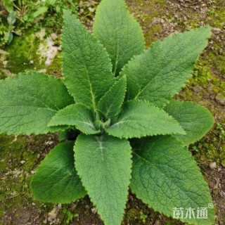 高度25厘米毛地黄