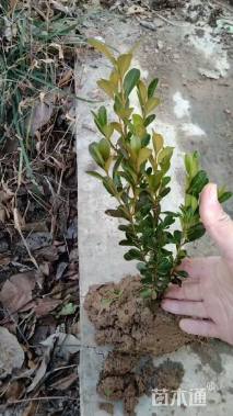 高度35厘米高山黄杨