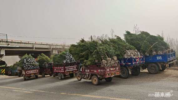 高度180厘米侧柏