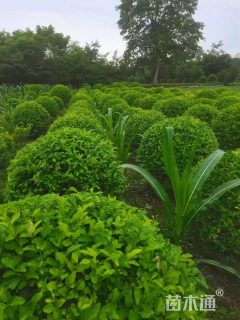 冠幅30厘米金禾女贞球