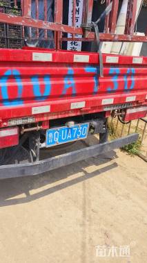 高度40厘米月季