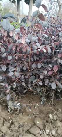 高度20厘米红花继木