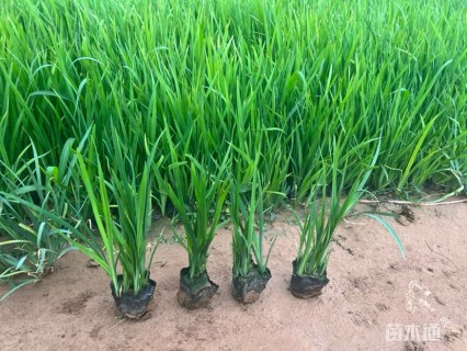 高度60厘米优质黄菖蒲