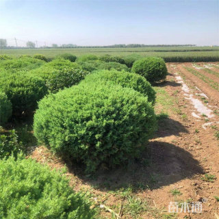 冠幅150厘米蜀桧柏球