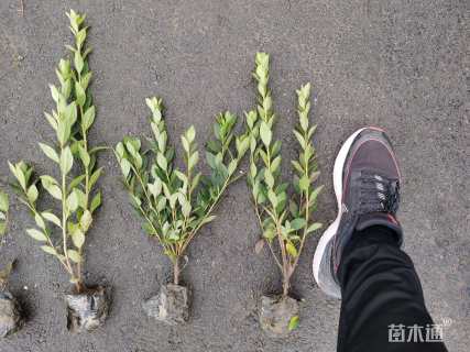 高度30厘米春鹃小苗