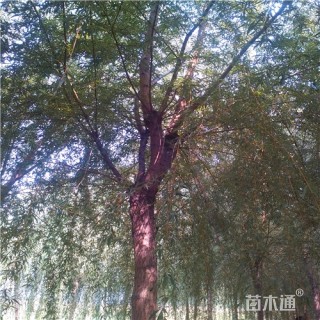 15公分金丝垂柳