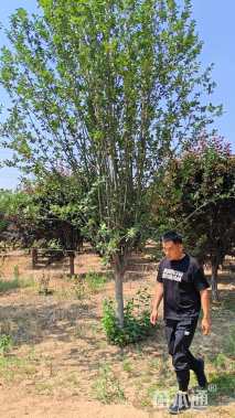 18公分西府海棠