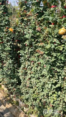 高度130厘米月季