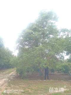 50公分(4杆)丛生乌桕