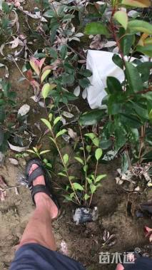 高度35厘米大叶黄杨