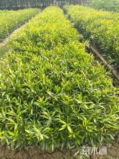 1公分台湾相思树