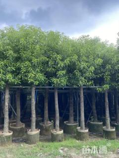 12公分香樟