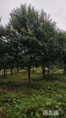 16公分大叶女贞