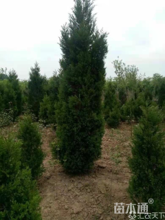 高度500厘米蜀桧