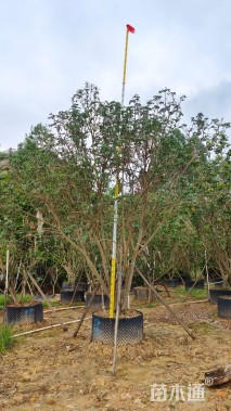 高度2.5厘米黄皮