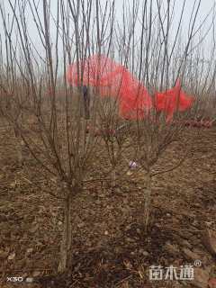 高度200厘米花石榴