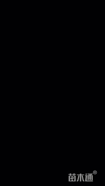 裸干高300厘米中东海枣