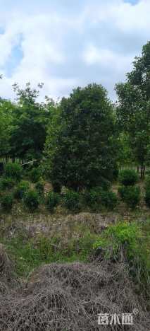 高度450厘米丛生大叶女贞