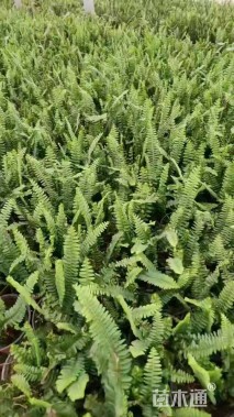 高度40厘米肾蕨