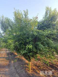 高度300厘米木槿