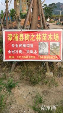 15公分朴树