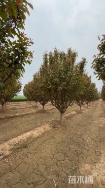 12公分绚丽海棠