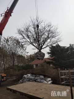 48公分染井吉野樱