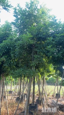 12公分海南红豆