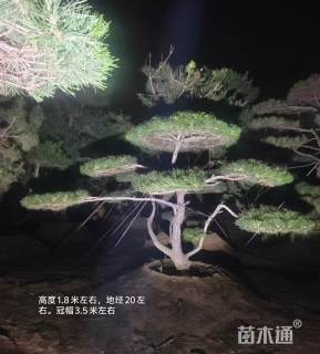 造型迎客松