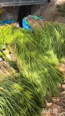 高度50厘米大布尼狼尾草