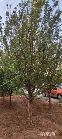 19公分八棱海棠