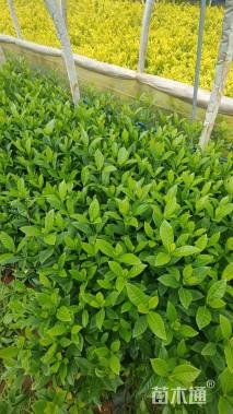高度40厘米大叶栀子