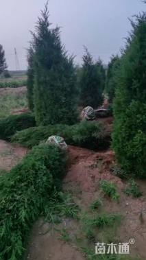 高度50厘米蜀桧