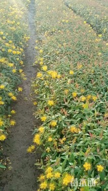 高度30厘米金丝桃