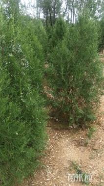 高度150厘米侧柏