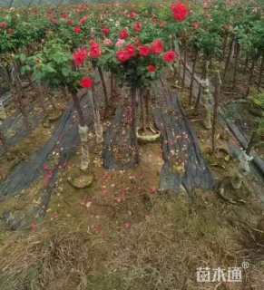 2公分树状月季