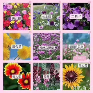 白三叶种子