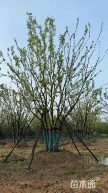 50公分丛生朴树