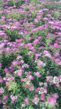 柳叶绣线菊