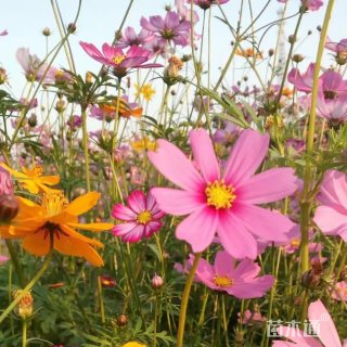 高度35厘米波斯菊